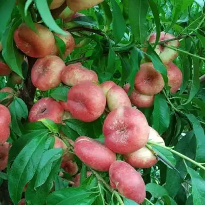 Нектарин КОНЦЕТТИНА в Слуцке