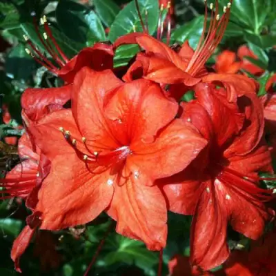 Азалия ДОЛОРОСО листопадная в Слуцке