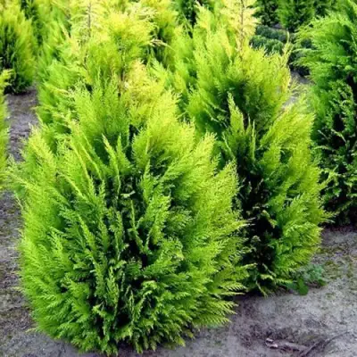 Кипарисовик ИВОНЕ лавсана в Слуцке