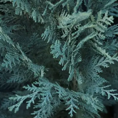 Кипарисовик ВАН ПЕЛЬТС БЛЮ лавсона в Слуцке