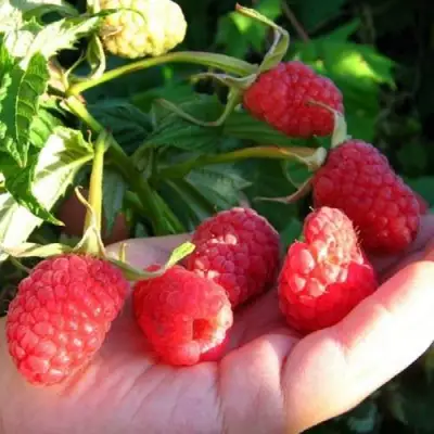 Малина ГОРДОСТЬ РОССИИ в Слуцке