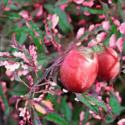 Слива ХЕССЕЙ декоративная в Слуцке