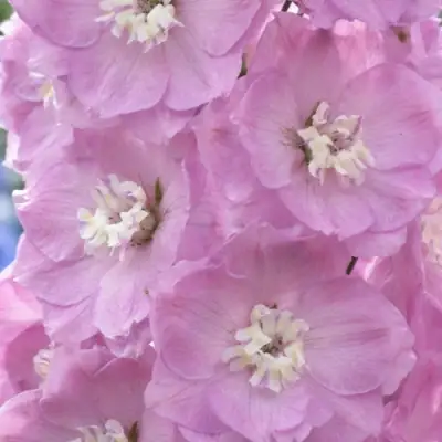 Дельфиниум ПЕТТИКОУТ гибридный в Слуцке