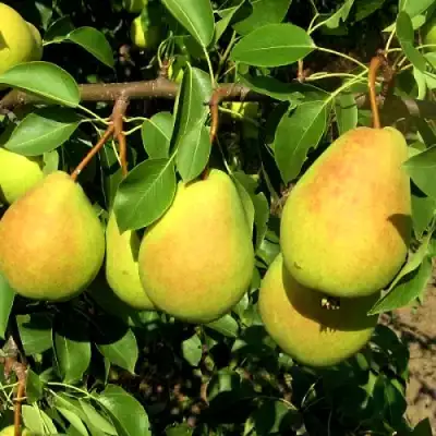 Груша ФЛЕЙТА в Слуцке