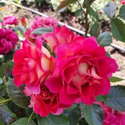 Роза БРЕРА флорибунда в Слуцке