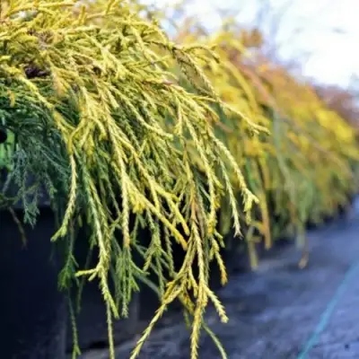 Кипарисовик ВАВЕЛ горохоплодный в Слуцке