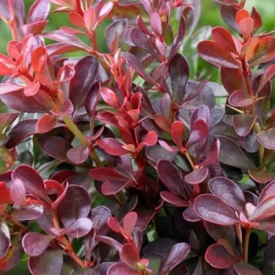 Барбарис АТРОПУРПУРЕА НАНА тунберга в Слуцке