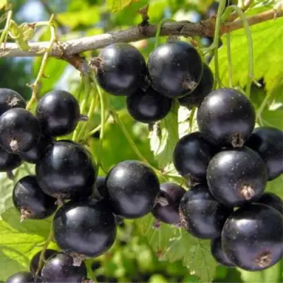 Смородина черная ОРЛОВСКИЙ ВАЛЬС в Слуцке