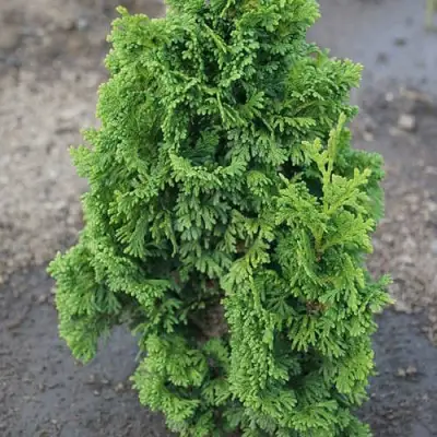 Туя ЗМАТЛИК западная в Слуцке