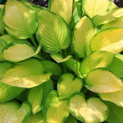 Хоста ГОЛД СТАНДАРТ Форчуна в Слуцке