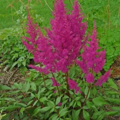 Астильба ЭЛИЗАБЕТ ВАН ВИН японская в Слуцке