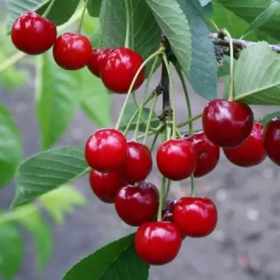 Вишня ЗАРАНКА в Слуцке