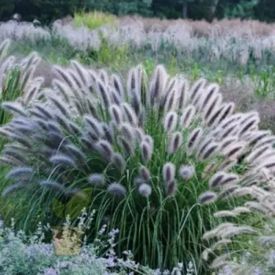 Пеннисетум БЛЭК БЬЮТИ в Слуцке