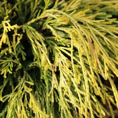 Кипарисовик ГОЛДЕН МОП горохоплодный в Слуцке