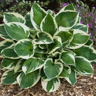 Хоста КАРИН гибридная в Слуцке