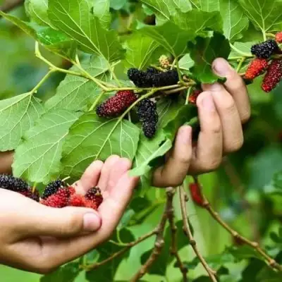 Шелковица ГАЛИЦИЯ в Слуцке