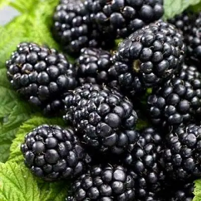 Ежевика БЖЕЗИНА бесшипная  в Слуцке