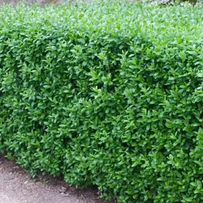 Бирючина обыкновенная АТРОВИРЕНС в Слуцке