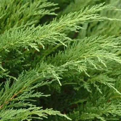 Можжевельник ТАМАРИСЦИФОЛИЯ казацкий  в Слуцке