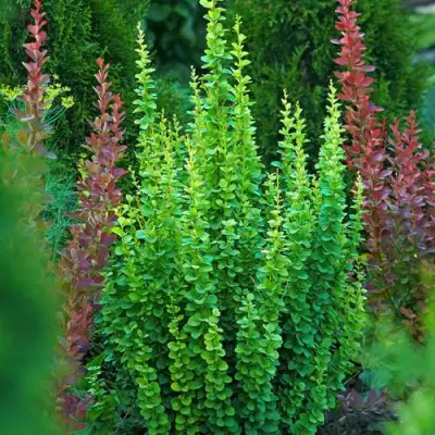 Барбарис ЭРЕКТА тунберга в Слуцке