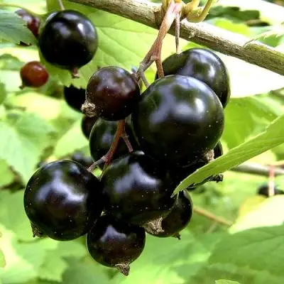 Смородина чёрная ШАРОВИДНАЯ в Слуцке