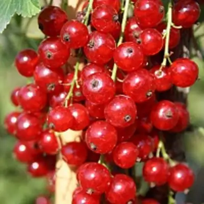 Смородина красная РОНДОМ в Слуцке