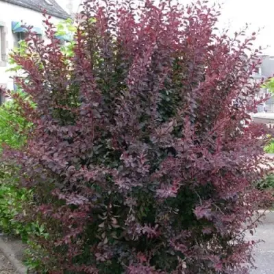 Барбарис АТРОПУРПУРЕА тунберга в Слуцке