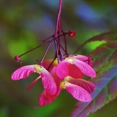 Клен пальмолистный в Слуцке