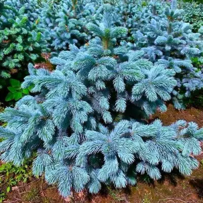 Ель СУПЕР БЛЮ СИДЛИНГ колючая в Слуцке