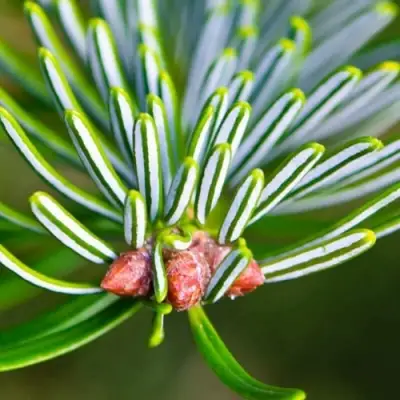 Пихта белая в Слуцке