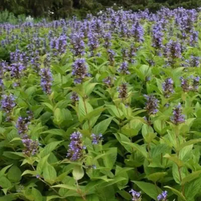 Котовник БЛЮ ДРИМС полусидячий в Слуцке