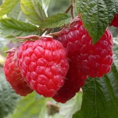 Малина ГЕРАКЛ в Слуцке