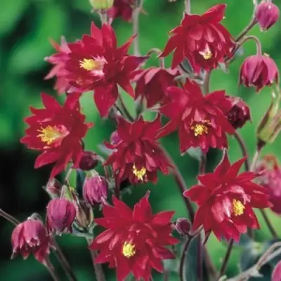 Аквилегия РУБИ ПОРТ обыкновенная в Слуцке