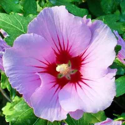 Гибискус ПИНК ФЛИРТ сирийский в Слуцке