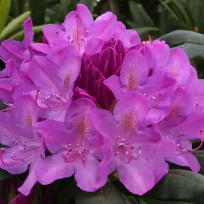 Рододендрон РОЗЕУМ ЭЛЕГАНС в Слуцке