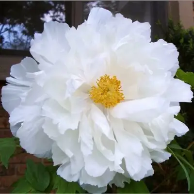 Пион БЕЛЫЙ НЕФРИТ древовидный в Слуцке