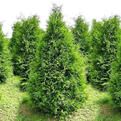 Туя БРАБАНТ западная в Слуцке