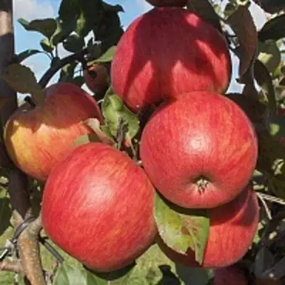 Яблоня ПЕРСИКОВАЯ в Слуцке