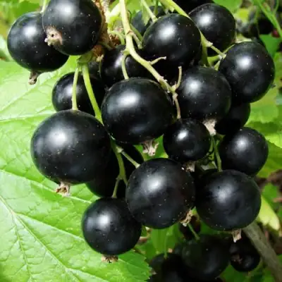 Смородина чёрная ЭКЗОТИКА в Слуцке