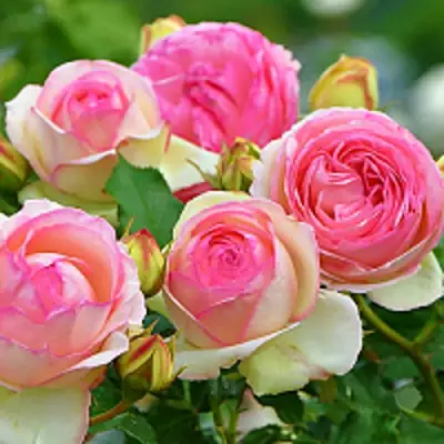 Роза ПЬЕР ДЕ РОНСАР плетистая в Слуцке