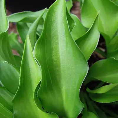 Хоста ГАРРИ ВАН ТРИЕР в Слуцке