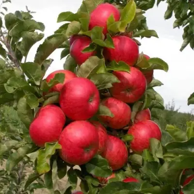 Яблоня ТРАЙДЕНТ колонновидная в Слуцке