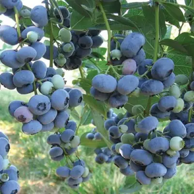 Голубика ЛИБЕРТИ в Слуцке