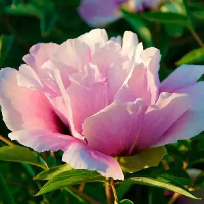 Пион ВРАТА ХРАМА древовидный  в Слуцке