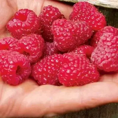 Малина ДЖОАН ДЖИ (ДЖОАН ДЖЕЙ) в Слуцке