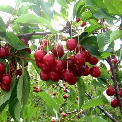 Вишня ТУРГЕНЕВКА в Слуцке