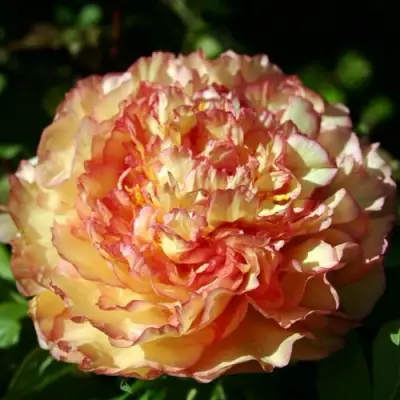 Пион ЗОЛОТАЯ РОССЫПЬ древовидный в Слуцке