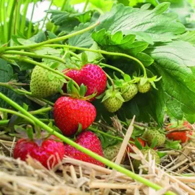 Клубника ЭЛЬСАНТА в Слуцке