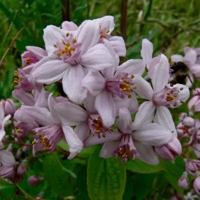 Дейция МОУНТ РОУЗ в Слуцке