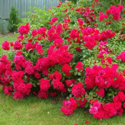 Роза РАДОСТЬ САДОВНИКА (ГАРТЕН ФРОЙДЕ) почвопокровная в Слуцке